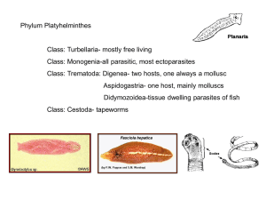 Platyhelminthes: Flatworm Anatomy, Classes & Nutrition