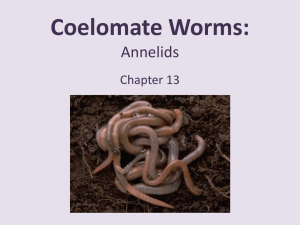 Coelomate Worms: Annelids