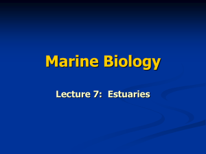 Marine Biology Lecture 7: Estuaries What is an estuary?