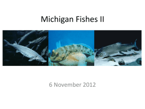 Michigan Fishes II Powerpoint
