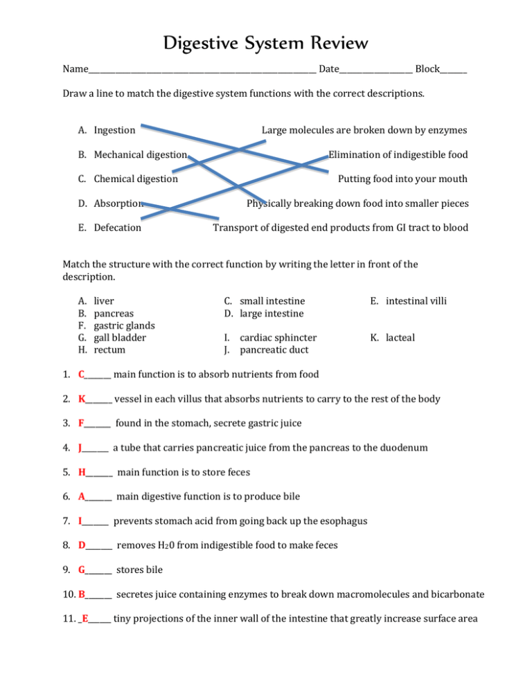 Digestive System Review Worksheet