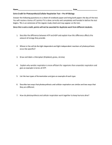 Photosynthesis & Cellular Respiration Worksheet