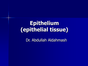 2-Epithelium PG