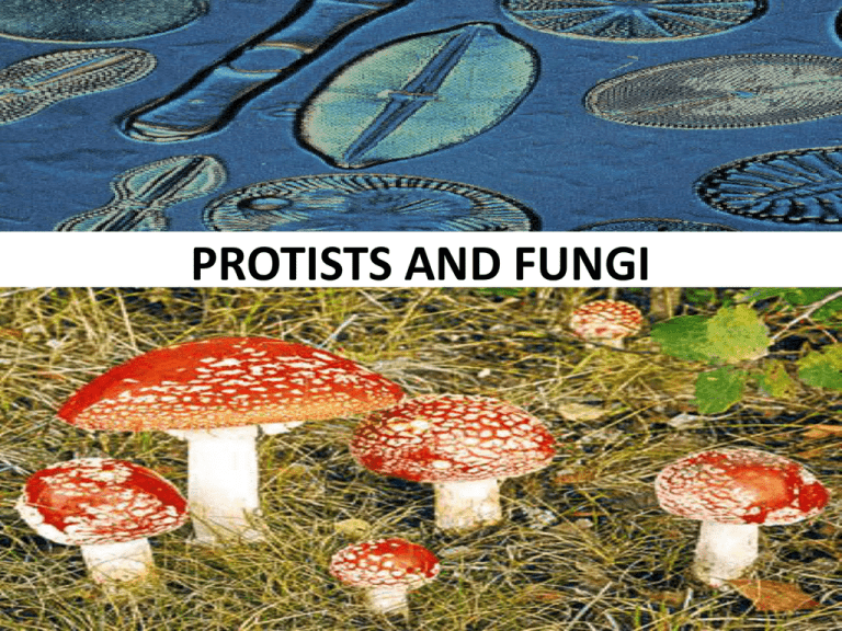 Protists and Fungi: Characteristics and Classification