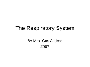 The Respiratory System