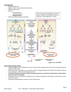 Male_Physiology