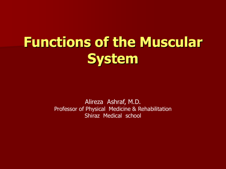 Muscle Tissue And Physiology