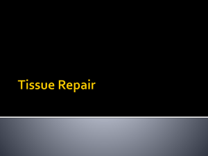 Tissue Repair
