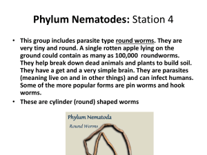 Nematoda