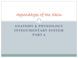 Appendages of the Skin