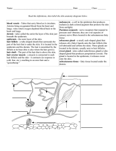Skin Anatomy Worksheet: Label the Diagram