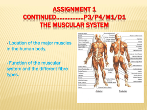 Assignment 1 continued*****..P3/P4/M1/D2 The muscular system