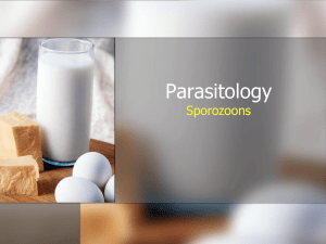 Parasitology Sporozoons