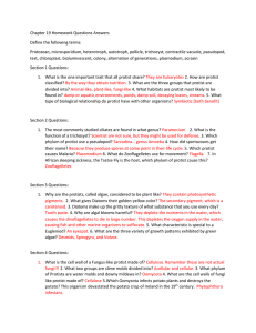 Protist Homework Answers: Classification & Characteristics