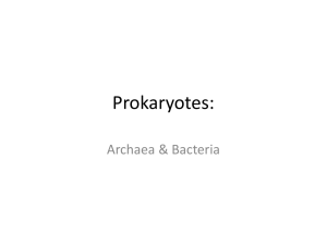 Prokaryotes: