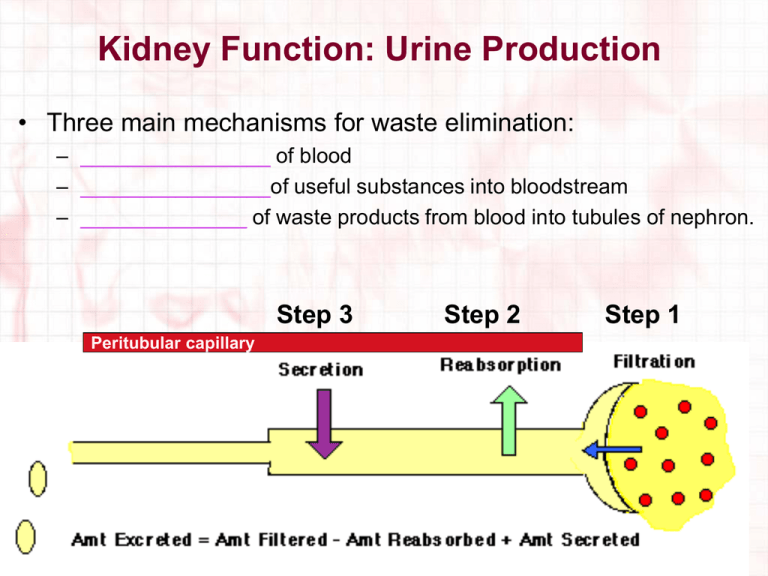Kidney Function Urine Produciton