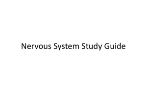 Nervous System Study Guide