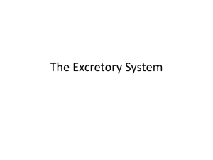 Excretory System