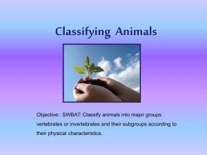 Classifying Animals Power Point