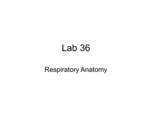 Lab Practical #1