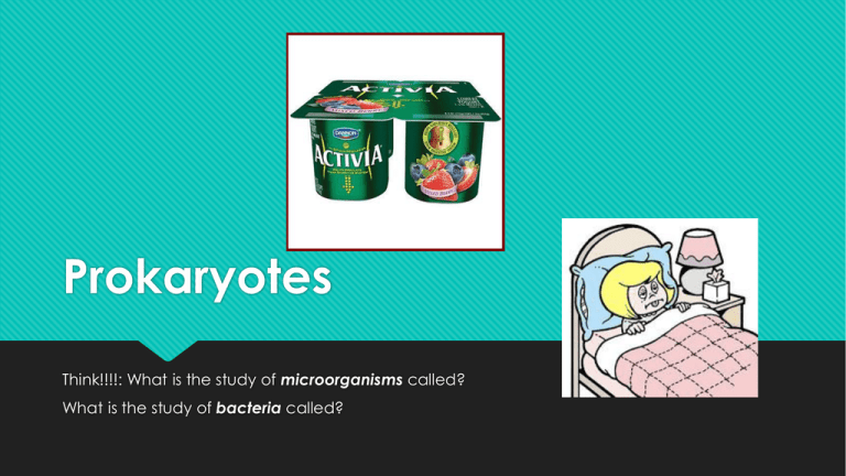 Prokaryotes