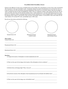 Plasmolysis in Elodea Cells Worksheet