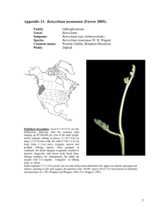 Botrychium  Ophioglossaceae Western Goblin, Mountain Moonwort