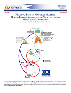 Playing Safe in Natural Waters: E    TENSION Naegleria fowleri