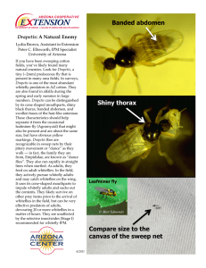 Banded abdomen Drapetis Lydia Brown, Assistant in Extension! Peter C. Ellsworth, IPM Specialist!