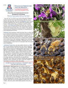 Figure 1. Pollination by honey bees. Note pollen loaded