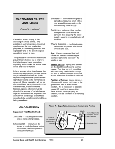 Castrating Calves & Lambs: A Rancher's Guide