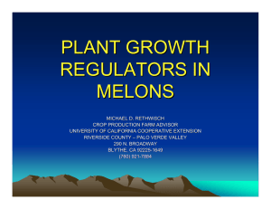 PLANT GROWTH REGULATORS IN MELONS