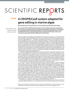 A CRISPR/Cas9 system adapted for gene editing in marine algae www.nature.com/scientificreports