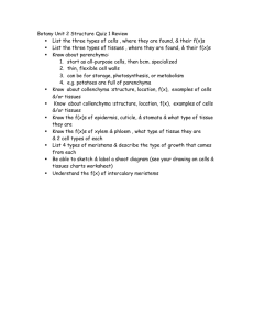 Botany Unit 2 Structure Quiz 1 Review