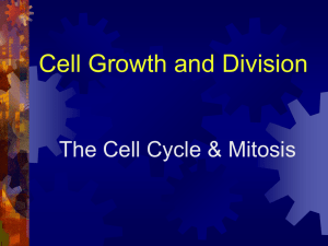 Cell Growth and Division The Cell Cycle &amp; Mitosis