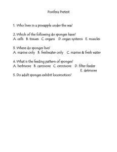 Porifera Pretest