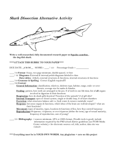 Dogfish Shark Research Paper Assignment & Rubric