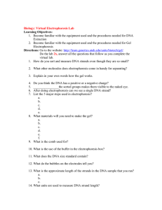Virtual Electrophoresis Lab Worksheet
