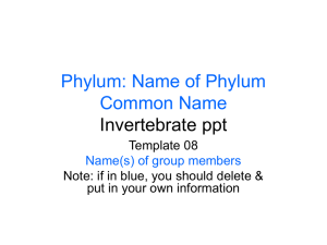 Phylum: Name of Phylum Common Name Invertebrate ppt Template 08