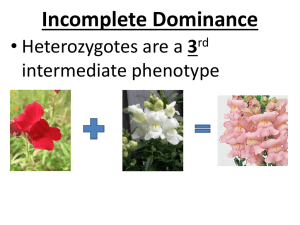 Incomplete Dominance 3 intermediate phenotype rd