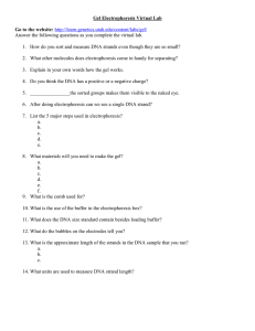 Gel Electrophoresis Virtual Lab Worksheet