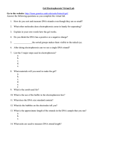 Gel Electrophoresis Virtual Lab Worksheet