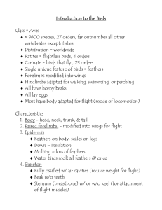Introduction to Birds: Aves Characteristics & Adaptations