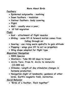 More About Birds Feathers Epidermal outgrowths – nonliving Down feathers – insulation