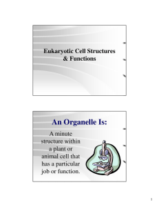 An Organelle Is: Eukaryotic Cell Structures &amp; Functions A minute