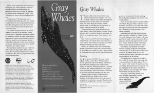 Qray Whales