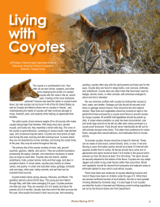Living with Coyotes
