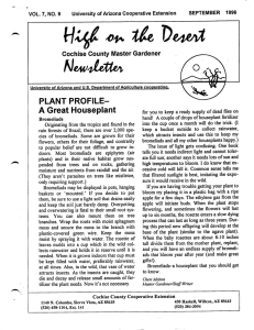 NeAi/djtetteA^ A Great Housepiant PLANT PROFILE- VOL. 7, NO. 9