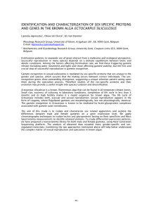 IDENTIFICATION AND CHARACTERIZATION OF SEX-SPECIFIC PROTEINS ECTOCARPUS SILICULOSUS