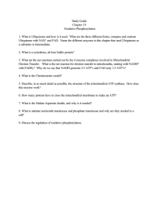 Study Guide Chapter 19 Oxidative Phosphorylation